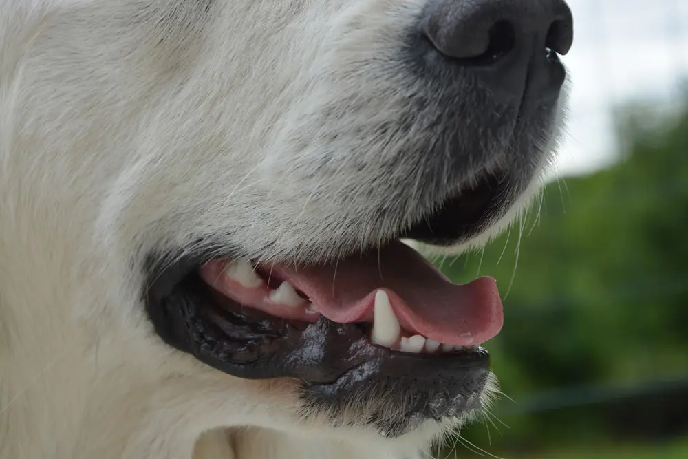 Close-up of a white dog’s healthy teeth and pink tongue.