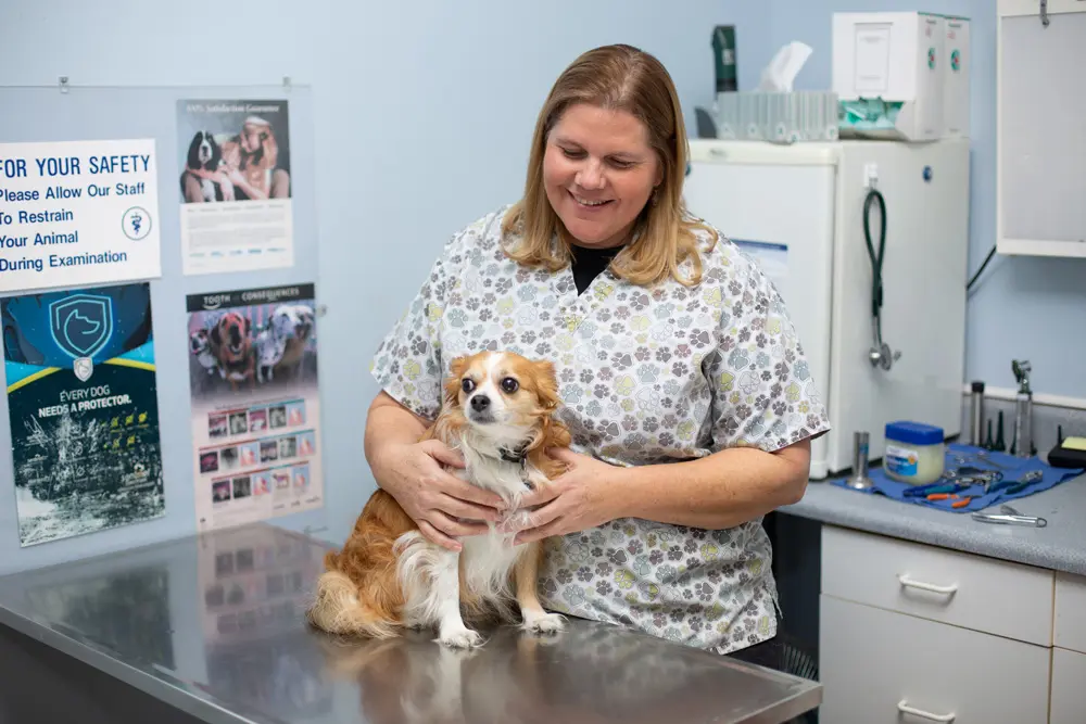 Veterinarian gently holding a small brown and white dog in an exam room.