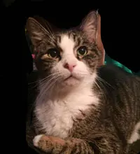 Close-up of a tabby and white cat with green eyes looking directly at the camera