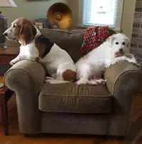 A brown-and-white spaniel and a white terrier resting together on a green armchair