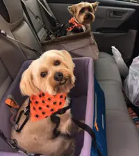 Two small dogs wearing orange polka-dot bandanas sitting in car seats